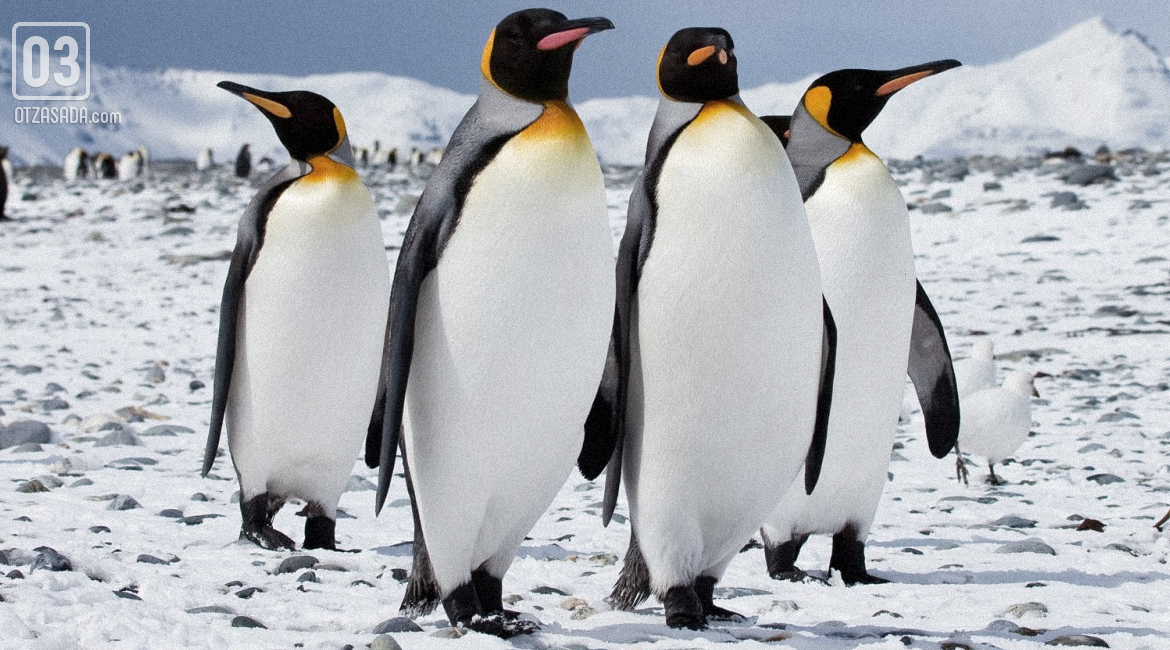 Шок - пингвини се разхождат на "Бернабеу" (видео)